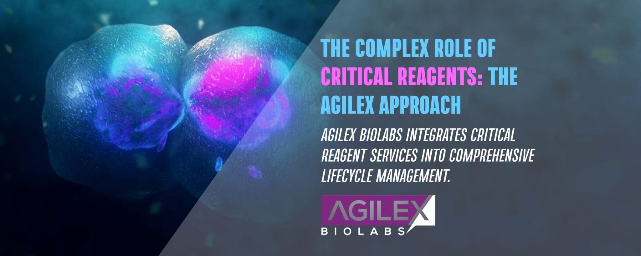 The Complex Role of Critical Reagents: The Agilex Approach - Agilex Biolabs